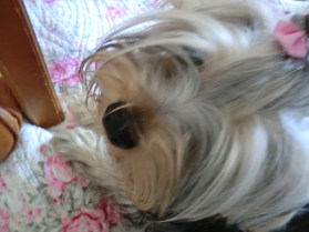 lilla rara yorken Love