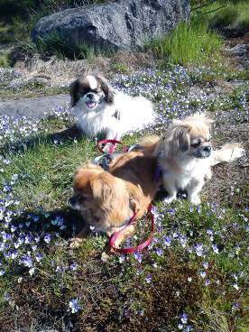Julia, Indra och Quita i solskenet.