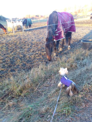 oj, vilket fint täcke d u har!