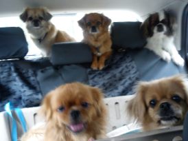 Hela bilen full - tibbar överallt. To go by car is the best :-)