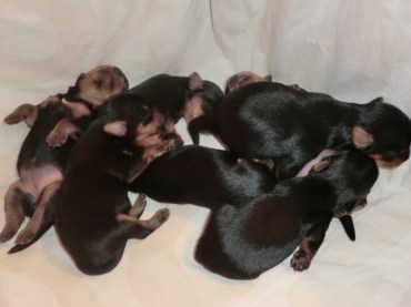 Loves valpar den 12 april 2015.