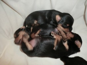 Hej, är du vaken syrran! 