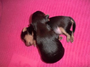 Oh min varma syster.