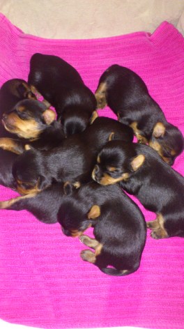 valpar sover s.a.s i hög den 17 april 2015