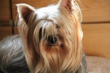 Metas porträtt av Love juli 2015