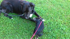 Bluie och Leo i juli 2015.