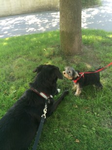 hej Leo, vad stor du är - lilla Santé nosar in.