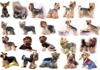 yorkklipp i grå ram