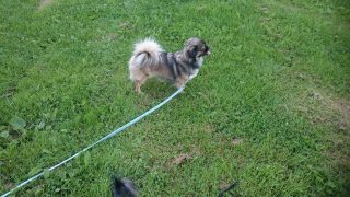 Wilma första gången med gänget i hagen juli 2016