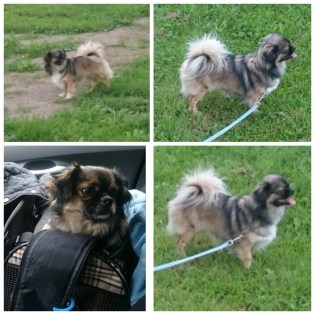 Wilma som nyss kommit juli 2016