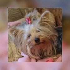 mms_img225456166-gullan-dec-2016